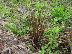 Athyrium sinense