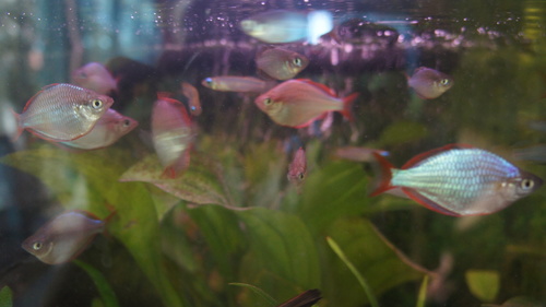Melanotaenia praecox