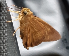 Hasora lizetta