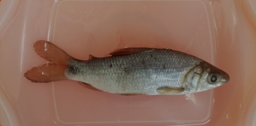 Boulenger's curimata (Pseudocurimata boulengeri) — Curimatidae — 4