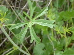 Sidalcea sparsifolia