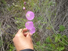 Sidalcea sparsifolia