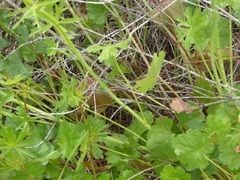 Sidalcea sparsifolia