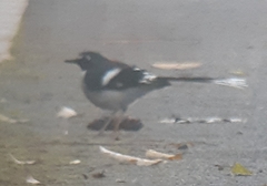 Enicurus schistaceus