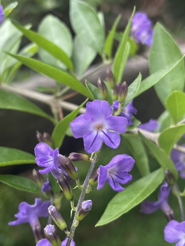 Duranta erecta