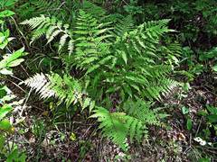 Athyrium sinense