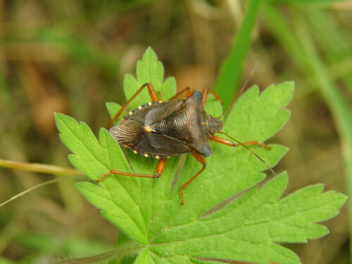 Raudonkojė skydblakė