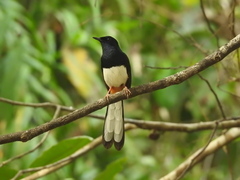 Andaman Shama photo 3