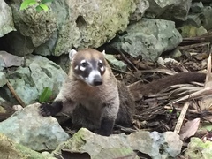 Nasua narica yucatanica