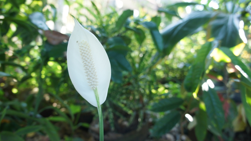 Peace Lily