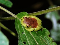 Hyloscirtus albopunctulatus