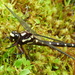 Carové's Giant Dragonfly - Photo (c) Steve Reekie, some rights reserved (CC BY-NC), uploaded by Steve Reekie