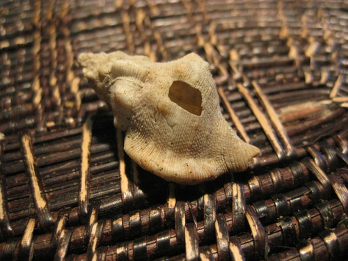 Austrosassia parkinsonia
