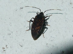 Neolethaeus assamensis