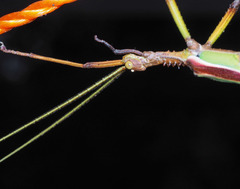 Podacanthus viridiroseus