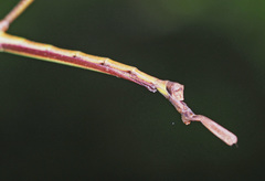 Podacanthus viridiroseus