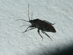 Neolethaeus assamensis