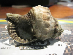 Ranella australasia