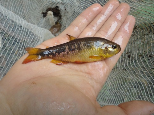 Psalidodon rioparanaibanus · iNaturalist