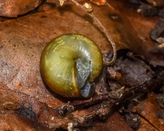 Mesomphix globosus
