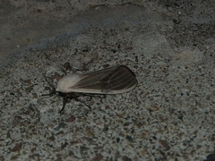 Creatonotos transiens vacillans
