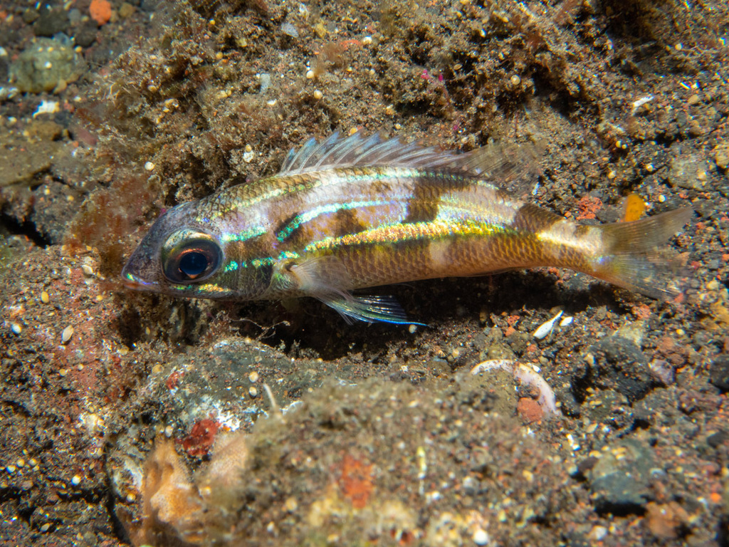 Schuinlijn-brilvis (Scolopsis xenochroa) — Nemipteridae