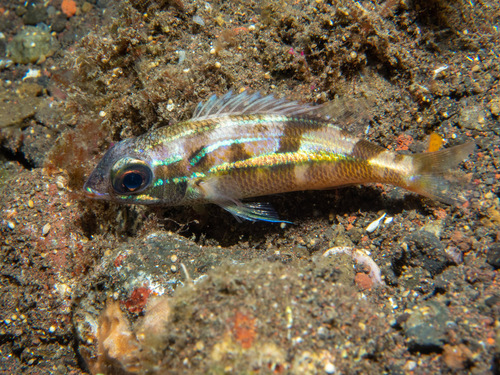 Oblique-lined monocle bream (Scolopsis xenochroa) — Nemipteridae