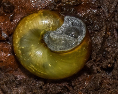 Mesomphix globosus