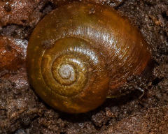 Mesomphix globosus