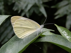 Pieris rapae crucivora