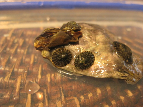 Notoacmea scapha