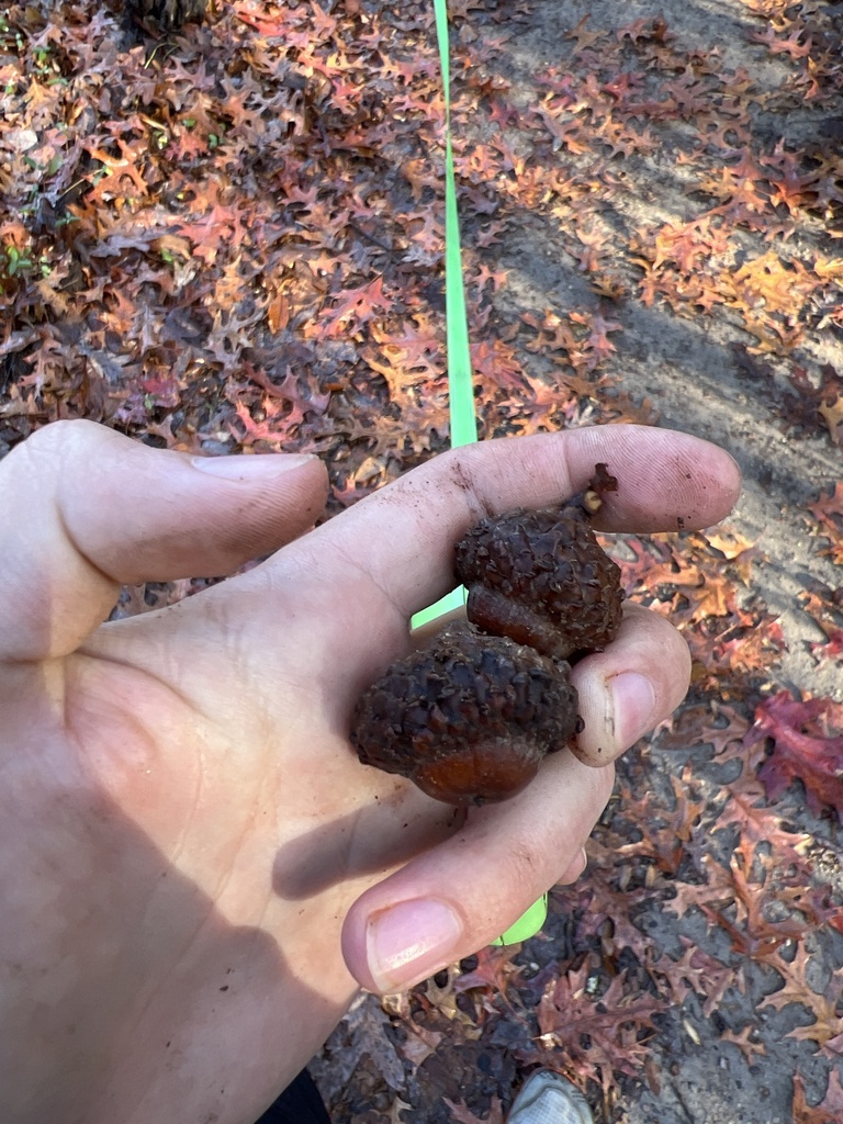 scarlet oak from Oakton Mill Dr, Oakton, VA, US on November 22, 2023 at