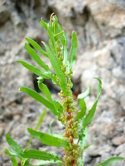 Rumex ucranicus