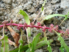 Rumex ucranicus