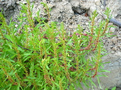 Rumex ucranicus