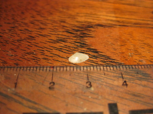 Scalpomactra scalpellum