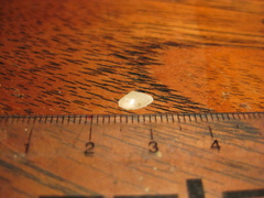 Scalpomactra scalpellum