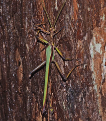 Podacanthus viridiroseus
