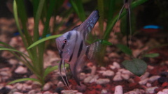 Pterophyllum