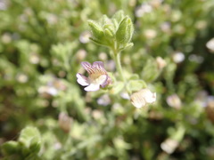 Chaenorhinum villosum granatensis