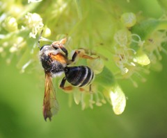 Andrena prunorum