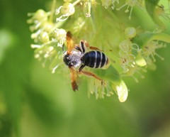 Andrena prunorum
