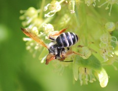 Andrena prunorum