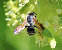 Andrena prunorum