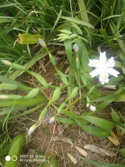 Iris japonica