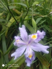 Iris japonica