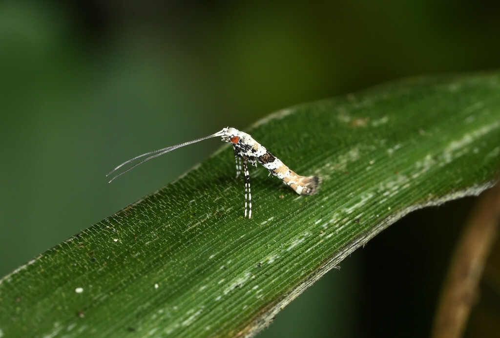 Gibbovalva urbana