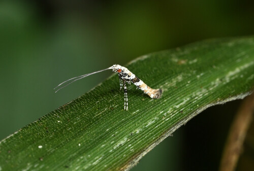 Gibbovalva urbana