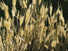 Phalaris canariensis