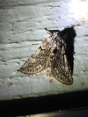 Pleromelloida conserta